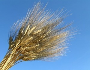 Il grano khorasan, l’anima della terra