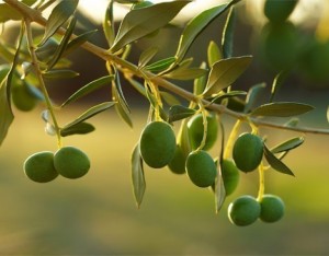 Le varietà di olivo